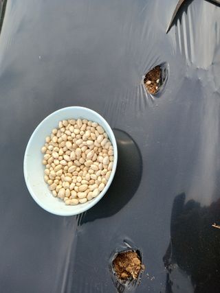 땅콩맘님의 기타작물 · 영농일지 작성글 사진