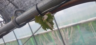 박상중님의 기타작물 · 영농일지 작성글 사진