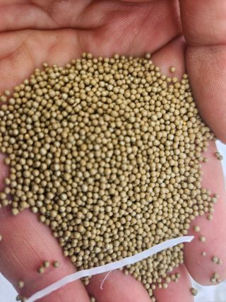 김성현님의 기타작물 · 영농일지 작성글 사진