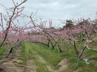김영철님의 복숭아 · 영농일지 작성글 사진