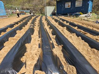 서상진님의 고구마 · 영농일지 작성글 사진