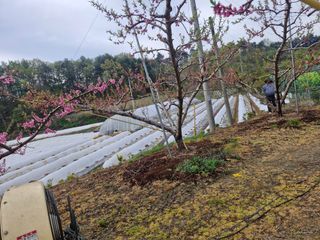 백운농원 님의 기타작물 · 영농일지 작성글 사진