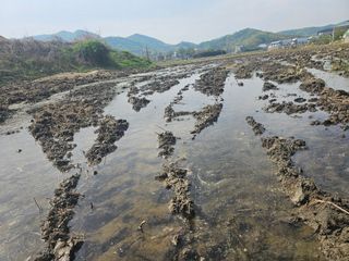 넥스젠님의 벼 · 영농일지 작성글 사진