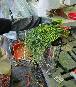 김인수님의 기타작물 · 영농일지 작성글 사진