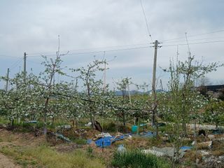엄기덕님의 기타작물 · 영농일지 작성글 사진