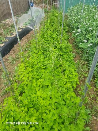초보5도2촌님의 기타작물 · 영농일지 작성글 사진