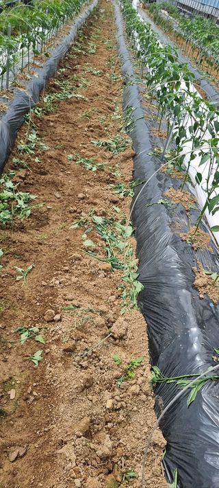 한밭농원님의 기타작물 · 영농일지 작성글 사진