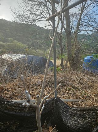 김성현님의 기타작물 · 영농일지 작성글 사진