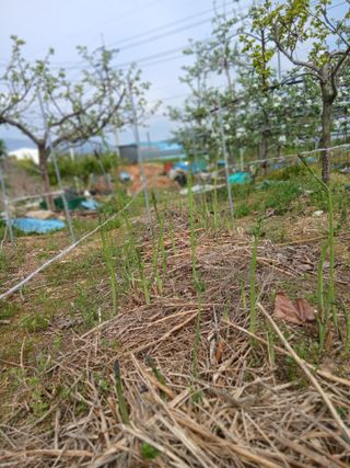 엄기덕님의 기타작물 · 영농일지 작성글 사진