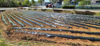 골드래곤님의 옥수수 · 영농일지 작성글 사진