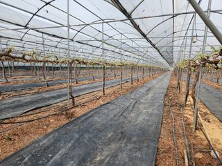 잘살아보세님의 포도 · 영농일지 작성글 사진