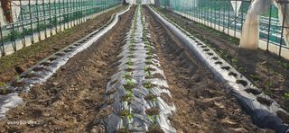 ♡청심전유삼♡님의 기타작물 · 영농일지 작성글 사진