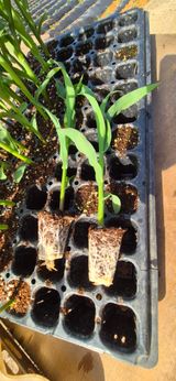 골드래곤님의 작성글 사진