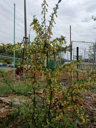 엄기덕님의 기타작물 · 영농일지 작성글 사진