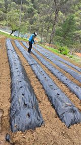 팜모닝 옥수수·영농일지 게시글 이미지