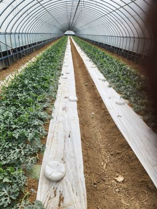 김저팔계님의 기타작물 · 영농일지 작성글 사진