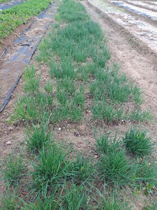 김금옥님의 기타작물 · 영농일지 작성글 사진