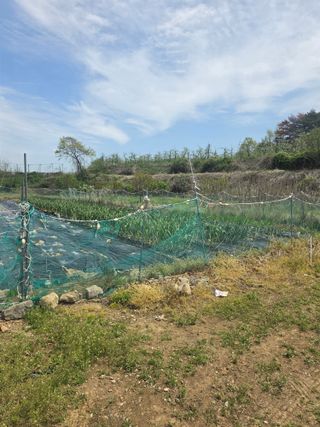 양파12861님의 양파 · 영농일지 작성글 사진