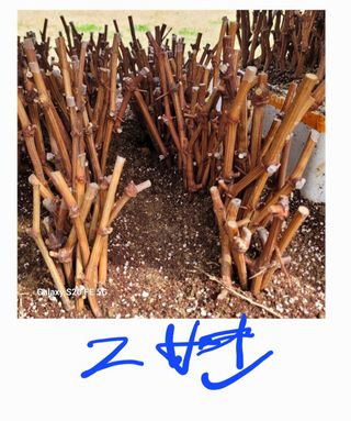 정찬영님의 포도 · 영농일지 작성글 사진