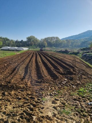 논산푸른팜님의 고추 · 영농일지 작성글 사진