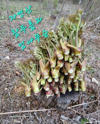 인생은 소풍처럼~님의 기타작물 · 영농일지 작성글 사진