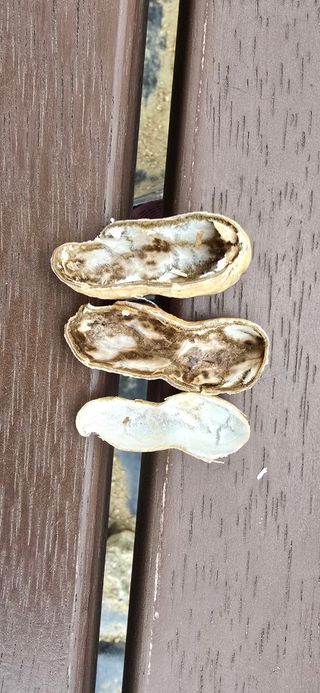 청산님의 기타작물 · 영농일지 작성글 사진