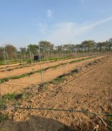 팜모닝 기타작물·영농일지 게시글 이미지