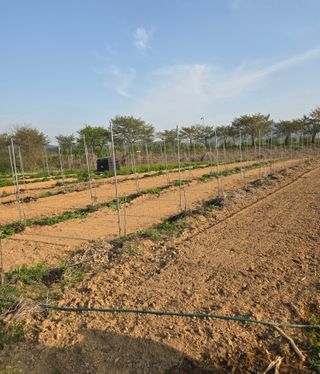 최종태님의 기타작물 · 영농일지 작성글 사진