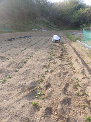 인산님의 기타작물 · 영농일지 작성글 사진