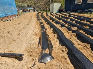 서상진님의 고구마 · 영농일지 작성글 사진