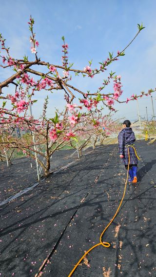 김인하님의 기타작물 · 영농일지 작성글 사진