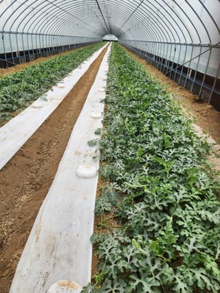 김저팔계님의 기타작물 · 영농일지 작성글 사진