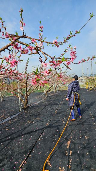 김인하님의 기타작물 · 영농일지 작성글 사진