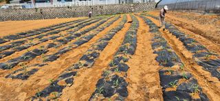 골드래곤님의 옥수수 · 영농일지 작성글 사진