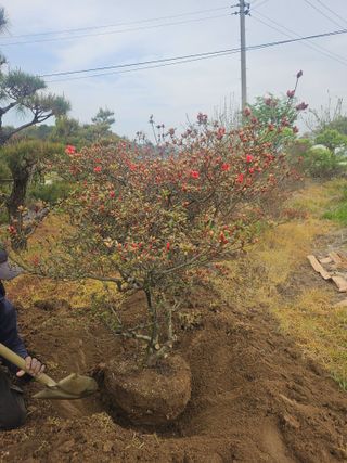 상추22033님의 기타작물 · 영농일지 작성글 사진
