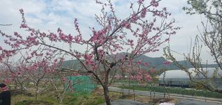 박상중님의 기타작물 · 영농일지 작성글 사진