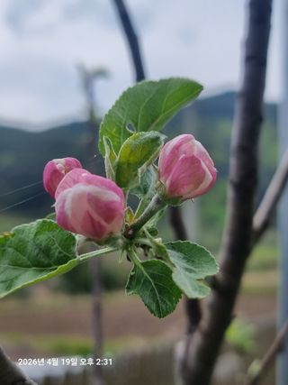 초보5도2촌님의 기타작물 · 영농일지 작성글 사진