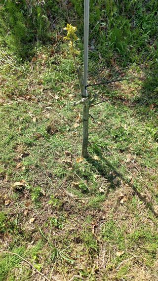 초보 구찌뽕님의 감 · 영농일지 작성글 사진