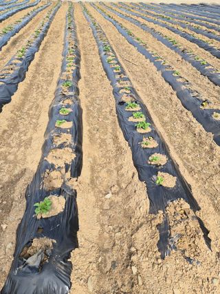 남기탁 님의 옥수수 · 영농일지 작성글 사진