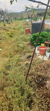 팜모닝 기타작물·영농일지 게시글 이미지