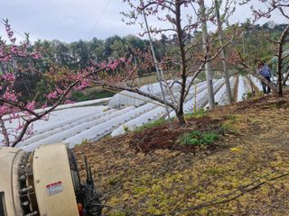 백운농원 님의 기타작물 · 영농일지 작성글 사진