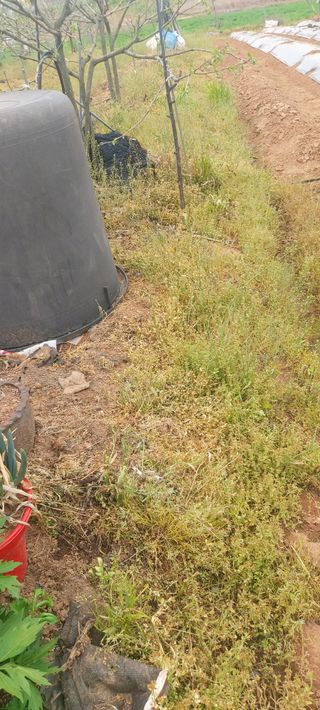 내장상동초보농부님의 기타작물 · 영농일지 작성글 사진