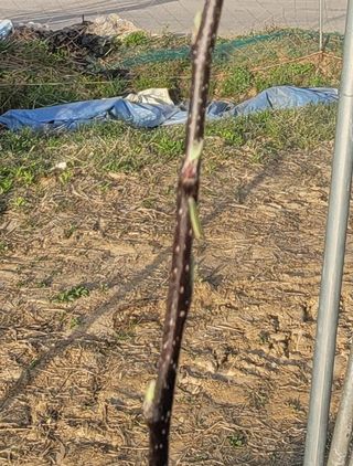 신승철님의 사과 · 영농일지 작성글 사진