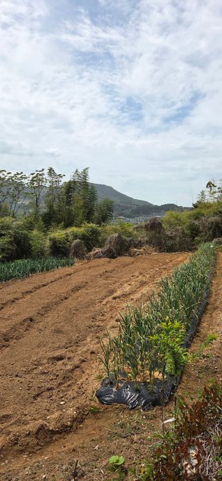 한병훈님의 고추 · 영농일지 작성글 사진