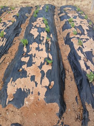 김윤철님의 콩 · 영농일지 작성글 사진