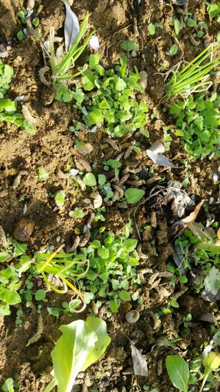 김지철님의 기타작물 · 영농일지 작성글 사진