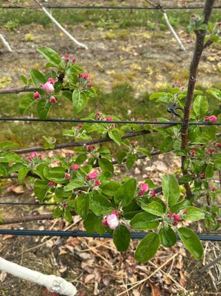 임영택님의 사과 · 영농일지 작성글 사진