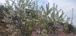 박상중님의 기타작물 · 영농일지 작성글 사진