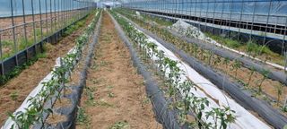 한밭농원님의 기타작물 · 영농일지 작성글 사진