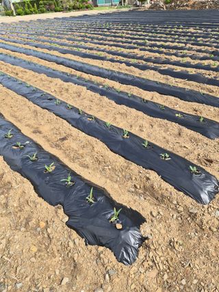 남기탁 님의 옥수수 · 영농일지 작성글 사진